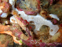 Lissoclinum perforatum