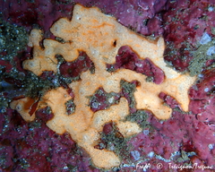 Polysyncraton bilobatum