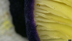 Entoloma kujuense
