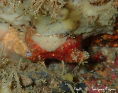 Pyura microcosmus