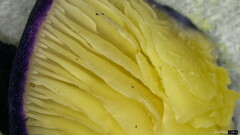 Entoloma kujuense