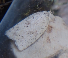 Agonopterix