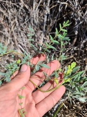 Hoffmannseggia glauca