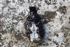 Platyrhinus resinosus