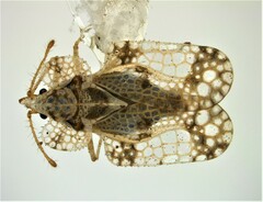 Corythucha mollicula