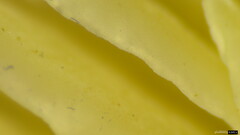 Entoloma kujuense