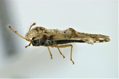 Corythucha mollicula