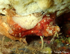 Pyura microcosmus