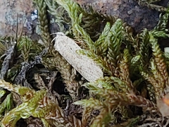 Agonopterix
