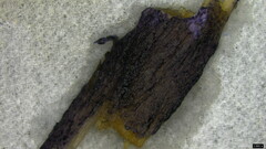 Entoloma kujuense