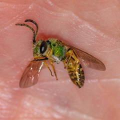 Agapostemon texanus