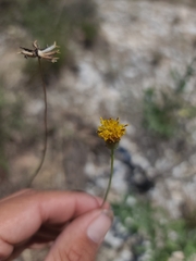 Thelesperma megapotamicum