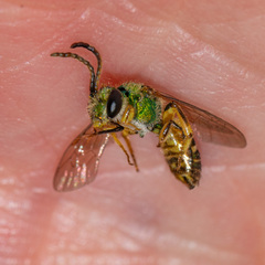 Agapostemon texanus