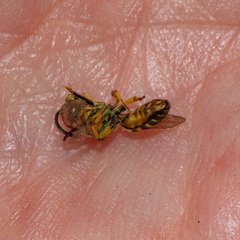 Agapostemon texanus