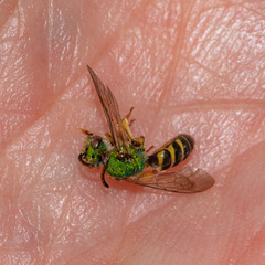Agapostemon texanus