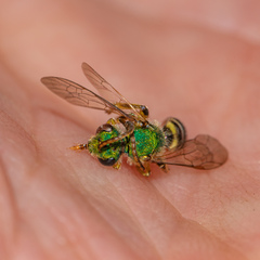 Agapostemon texanus