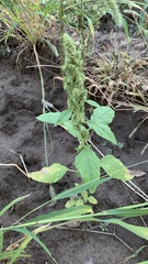 Amaranthus retroflexus