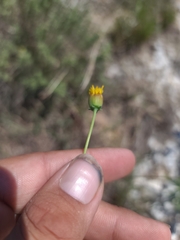 Thelesperma megapotamicum