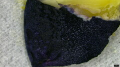 Entoloma kujuense
