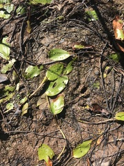 Potamogeton natans