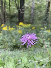 Centaurea nigrescens