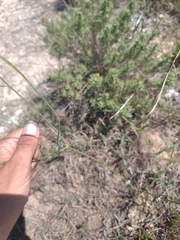 Thelesperma megapotamicum