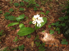 Govenia liliacea