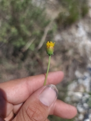 Thelesperma megapotamicum