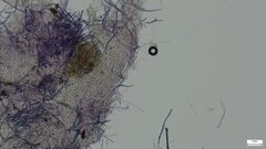 Entoloma kujuense