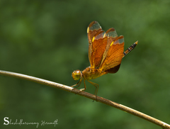 Neurothemis fulvia