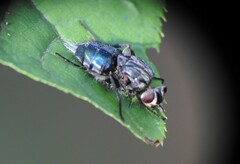 Entomophthora muscae