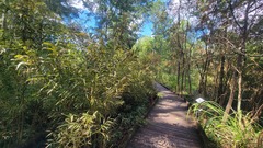 Corythucha mollicula