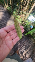 Corythucha mollicula