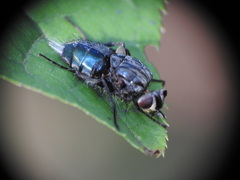 Entomophthora muscae