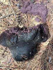 Calvatia