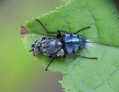 Entomophthora muscae