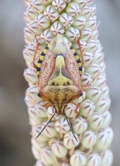 Carpocoris mediterraneus