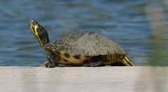Trachemys scripta scripta