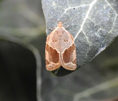 Clepsis dumicolana
