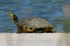 Trachemys scripta scripta