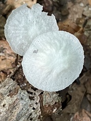 Marasmiellus candidus