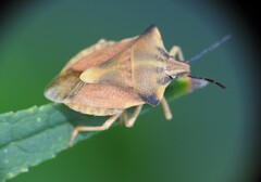 Carpocoris fuscispinus