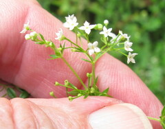 Galium asprellum