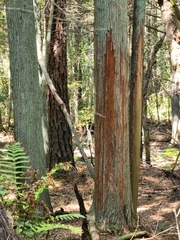 Chamaecyparis thyoides