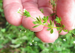 Galium asprellum