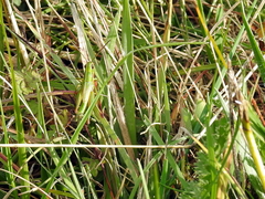 Euthystira brachyptera