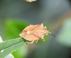 Carpocoris fuscispinus