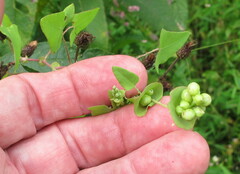 Persicaria perfoliata