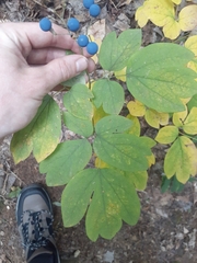 Caulophyllum thalictroides