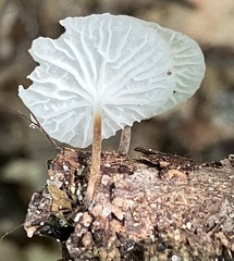 Marasmiellus candidus